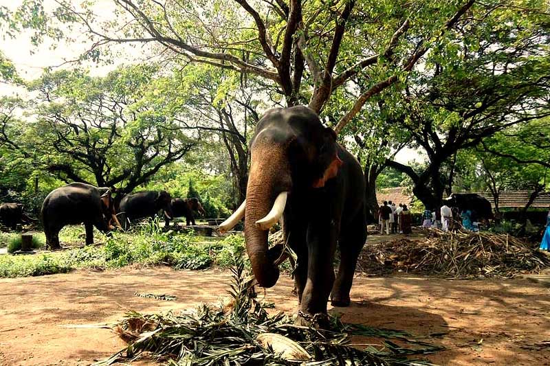 Punnathur Kotta elephant sanctuary